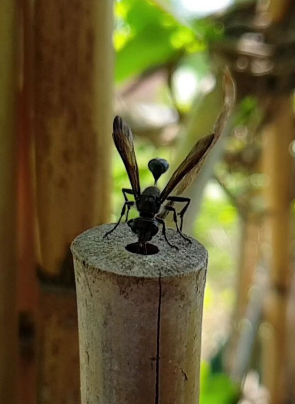 Leucospidae che attenzionano un nido di Isodontia mexicana